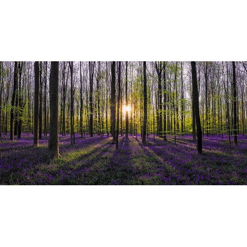 Jaynes Gallery 아티스트의 Europe-Belgium-Sunrise on Hallerbos forest with blooming bluebells작품입니다.